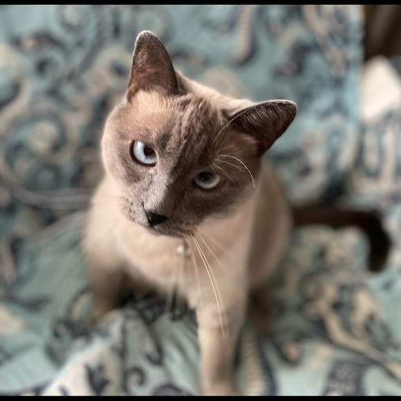 Meet your Posher, Elizabeth - Picture 12 of 14